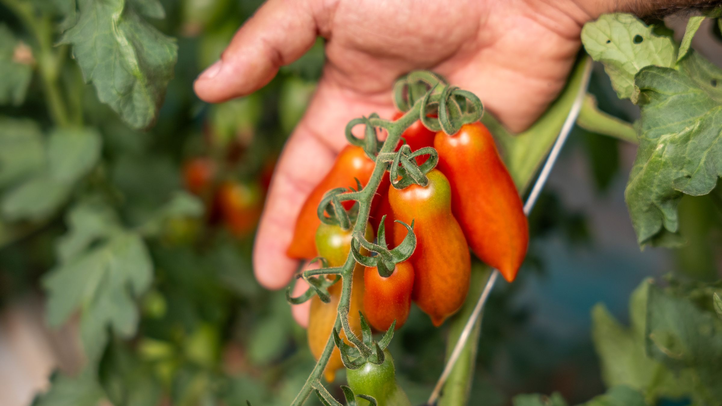 Pomodori San Marzano raccolti a mano