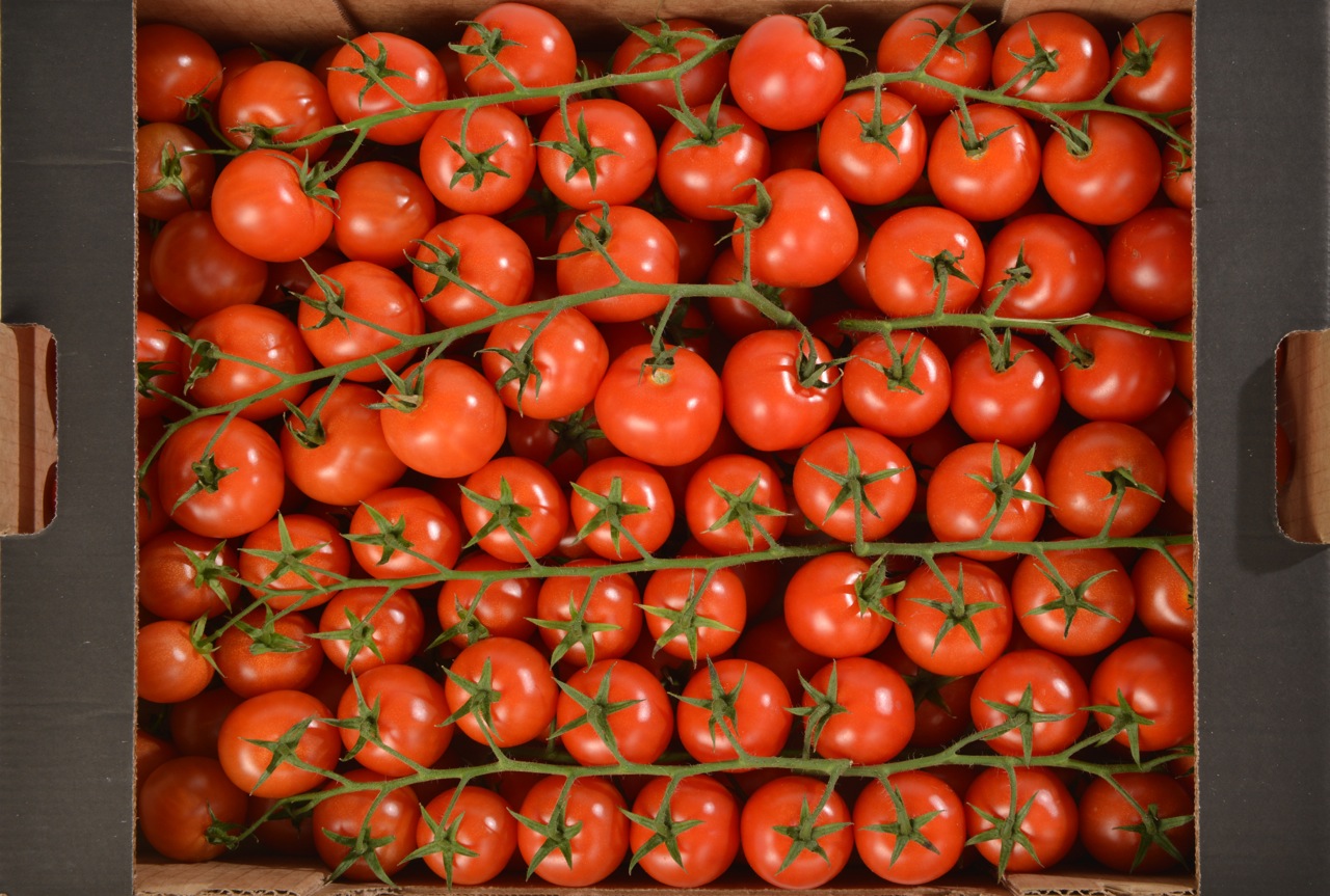 Pomodori appena raccolti
